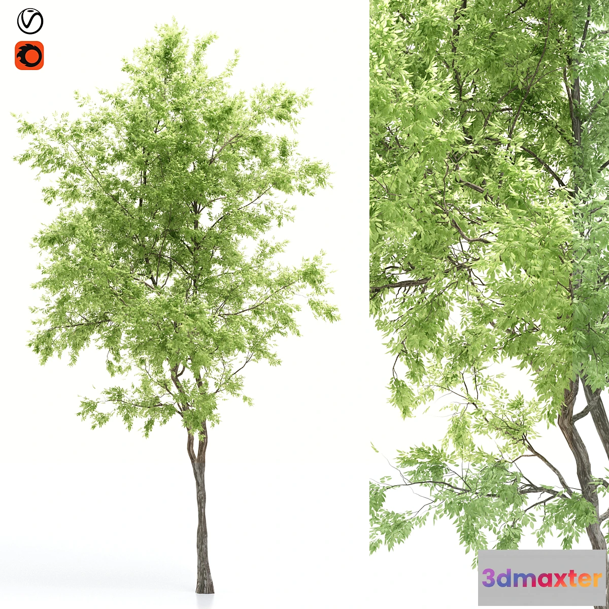 718718 - elder tree - No.2