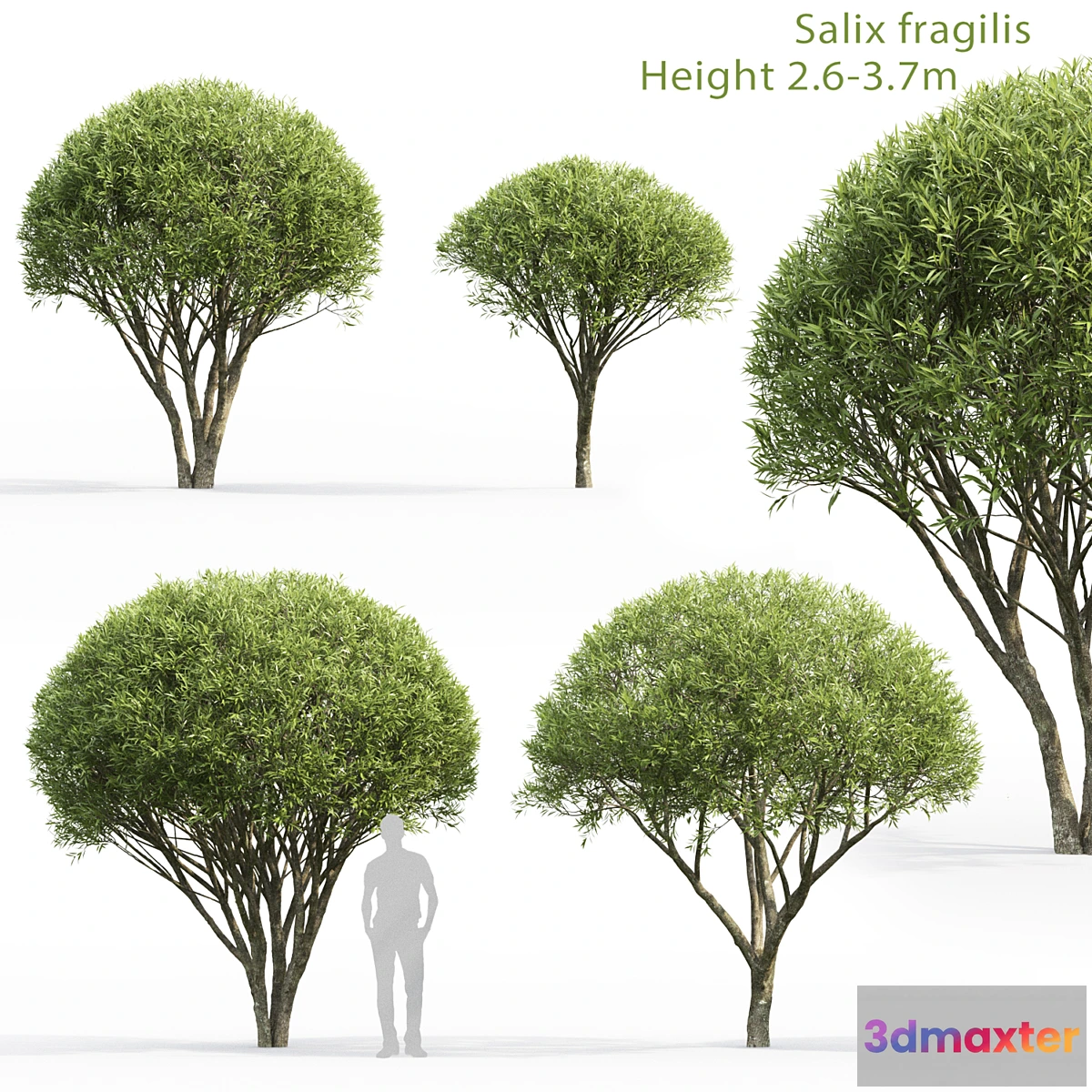 718736 - Willow - No.6