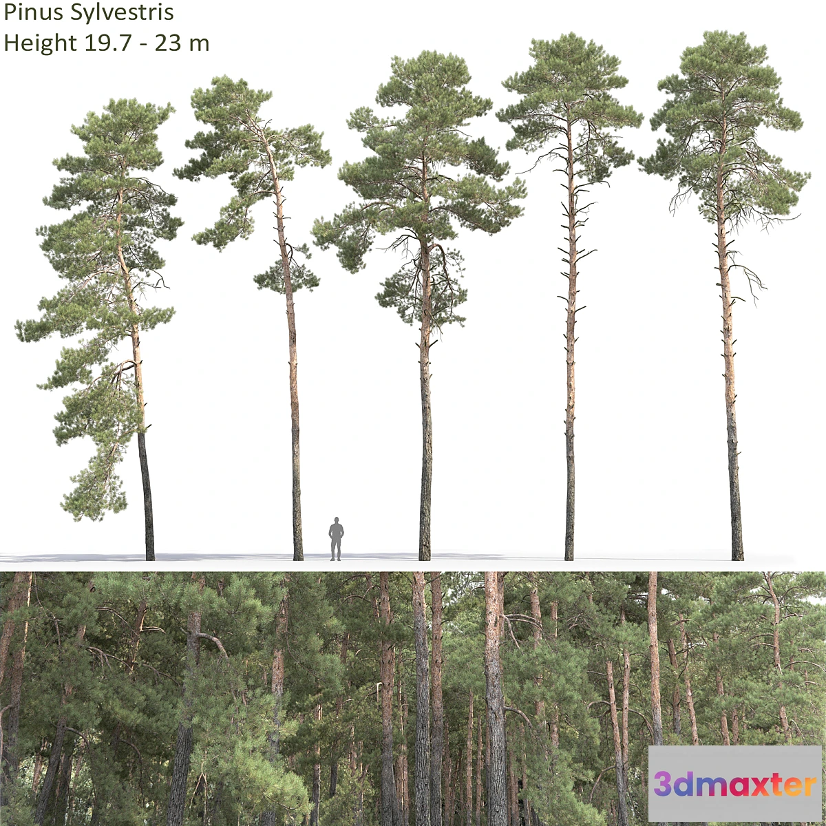 718764 - Pine - No.41