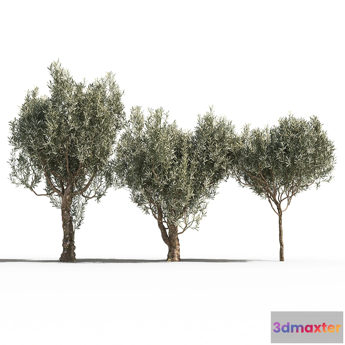 718776 - Olive Trees 3 (Olive Trees 3) - No.2