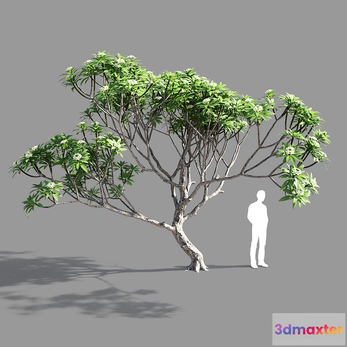 718780 - Plumeria 3 - No.2