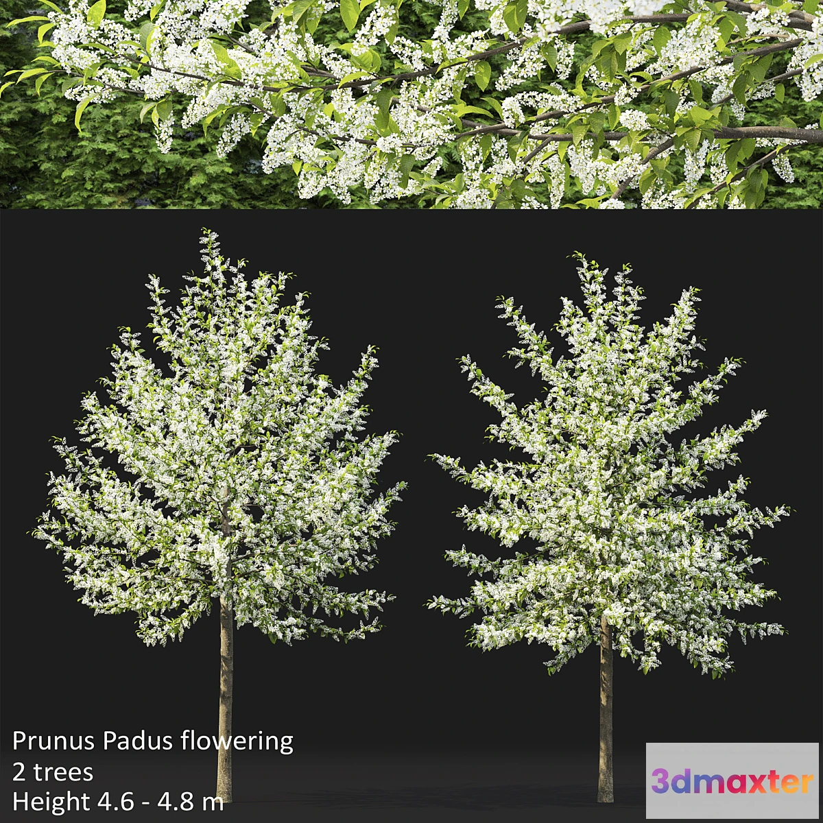 718788 - Bird cherry  Prunus Padus flowering # 3 - No.2