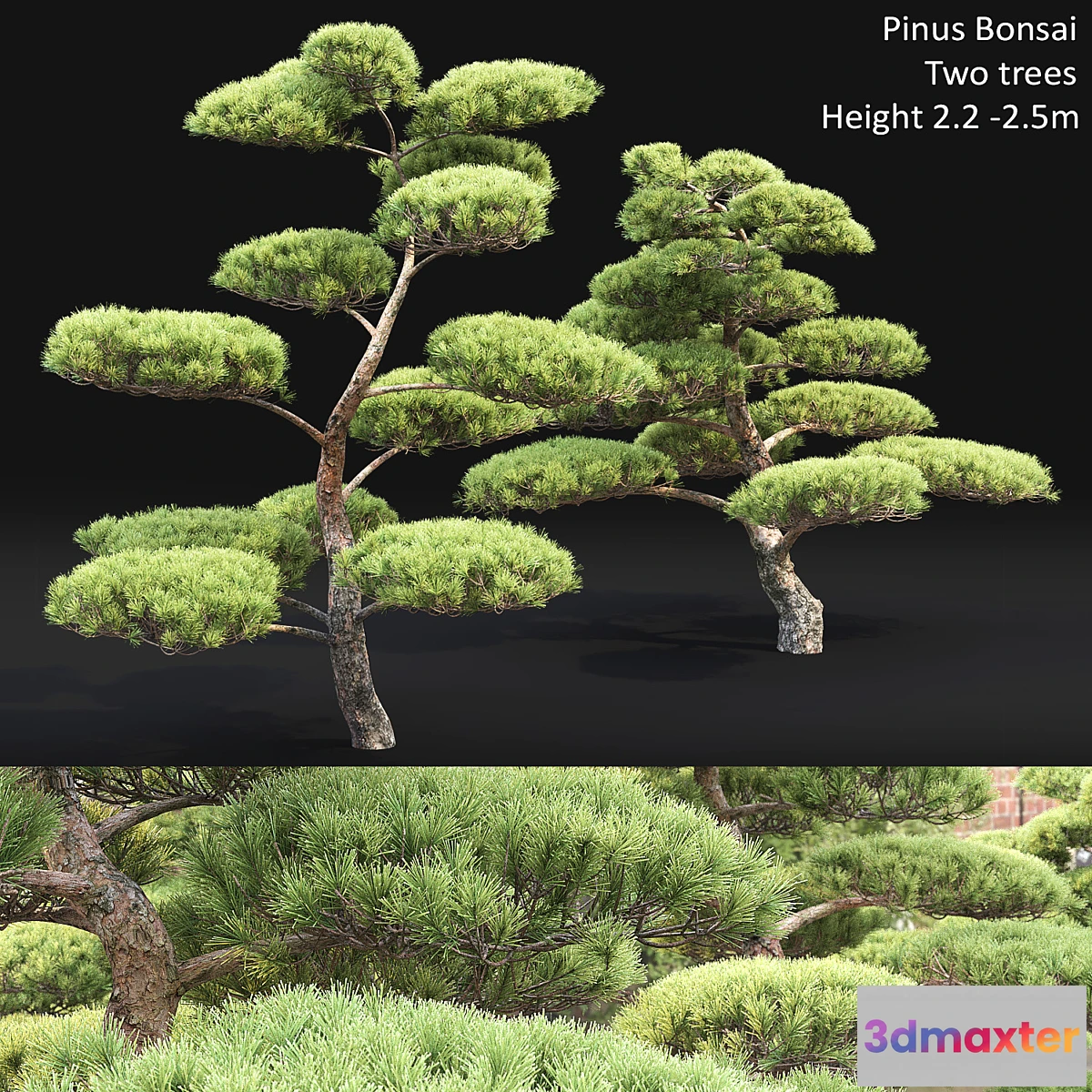 718794 - Bonsai - No.11