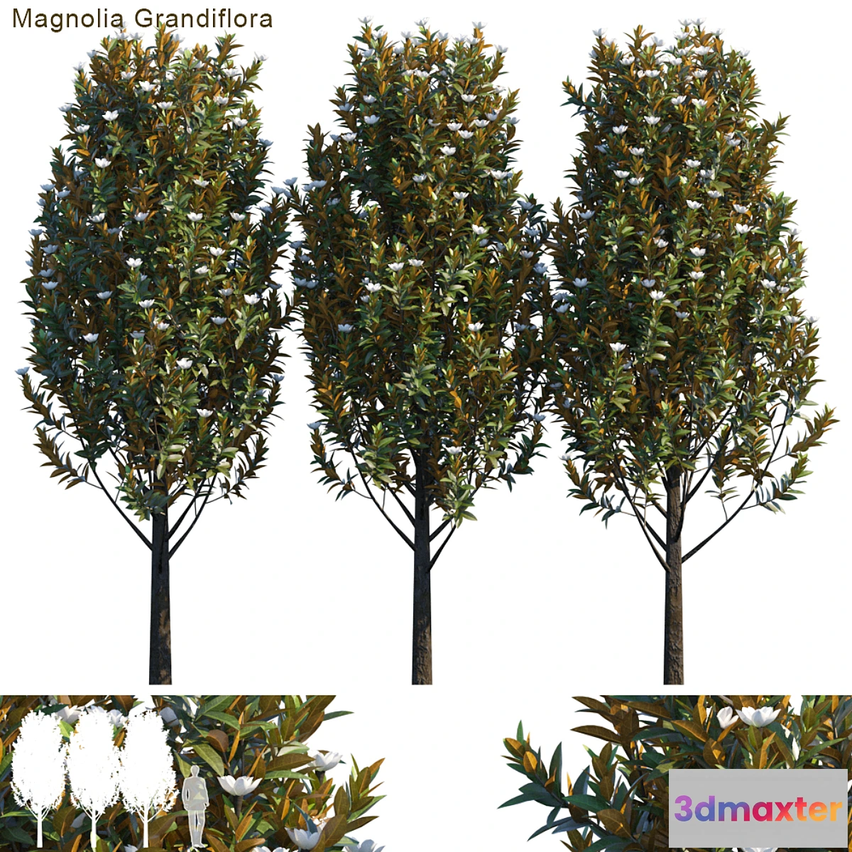 718802 - Magnolia grandiflora - No.2