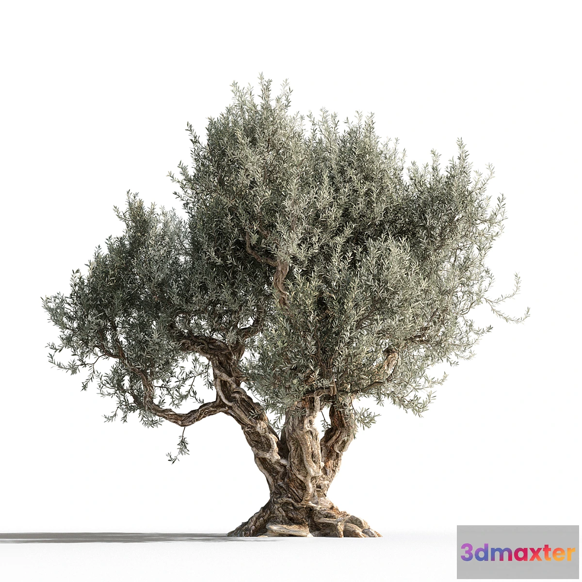 718812 - Olive tree 1 - No.2