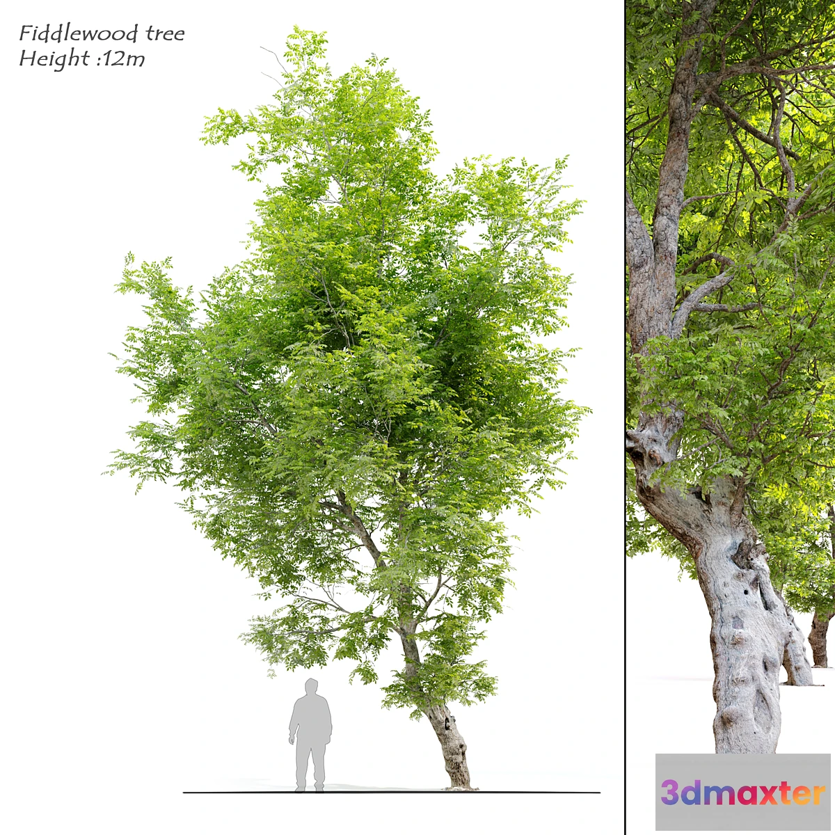 718814 - Fiddlewood tree_2 - No.2