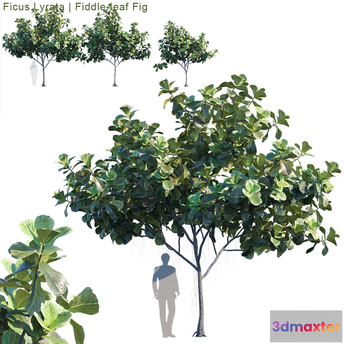 718818 - Ficus Lyrata  Feed-leaf fig # 2 - No.2