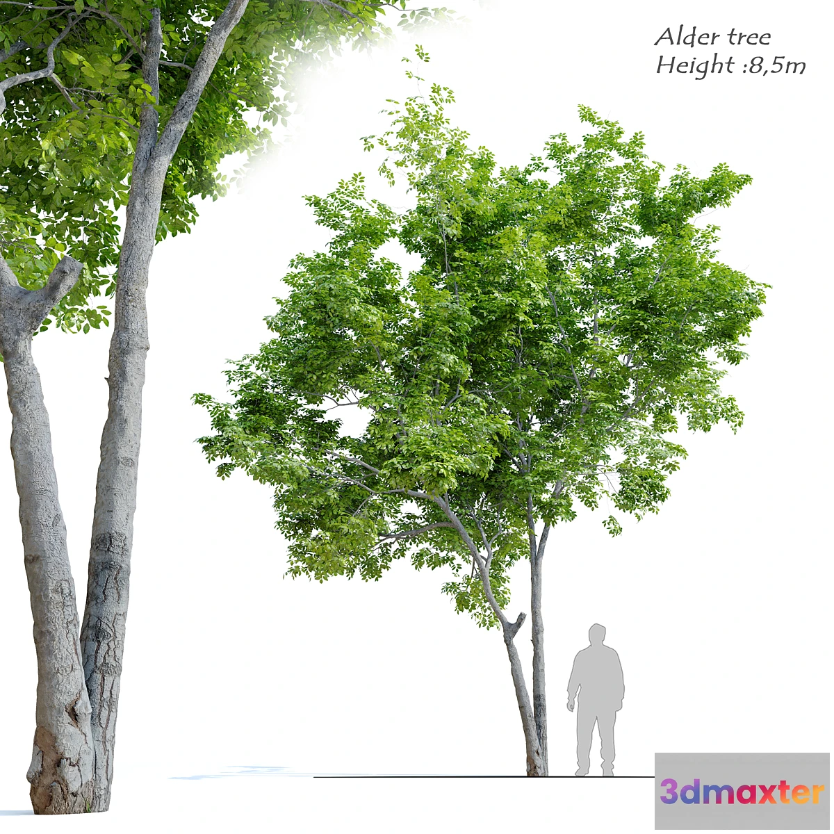 718832 - Red Alder (Alnus rubra) - No.2