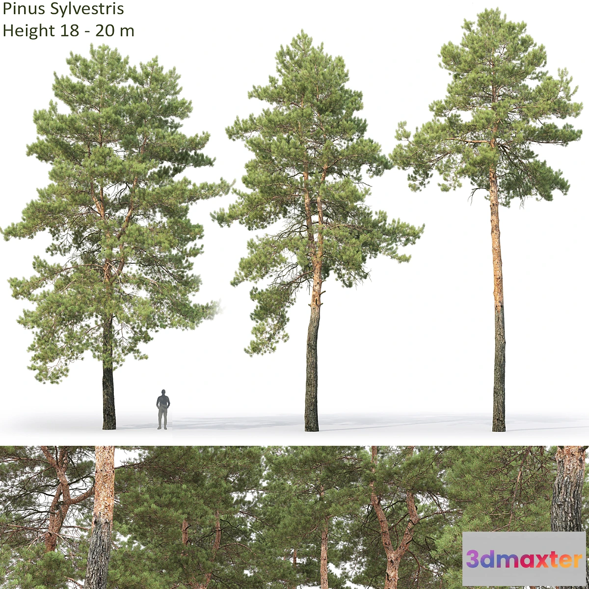 718838 - Pine - No.44