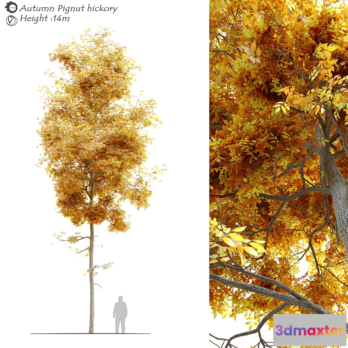 718854 - Autumn carya glabra (pignut hickory) - No.2