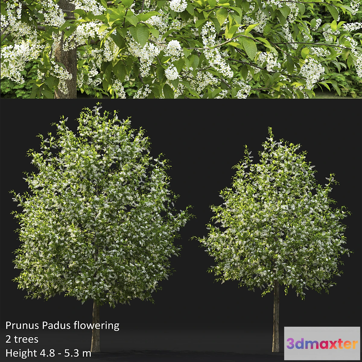 718862 - Bird cherry  Prunus Padus flowering # 4 - No.2