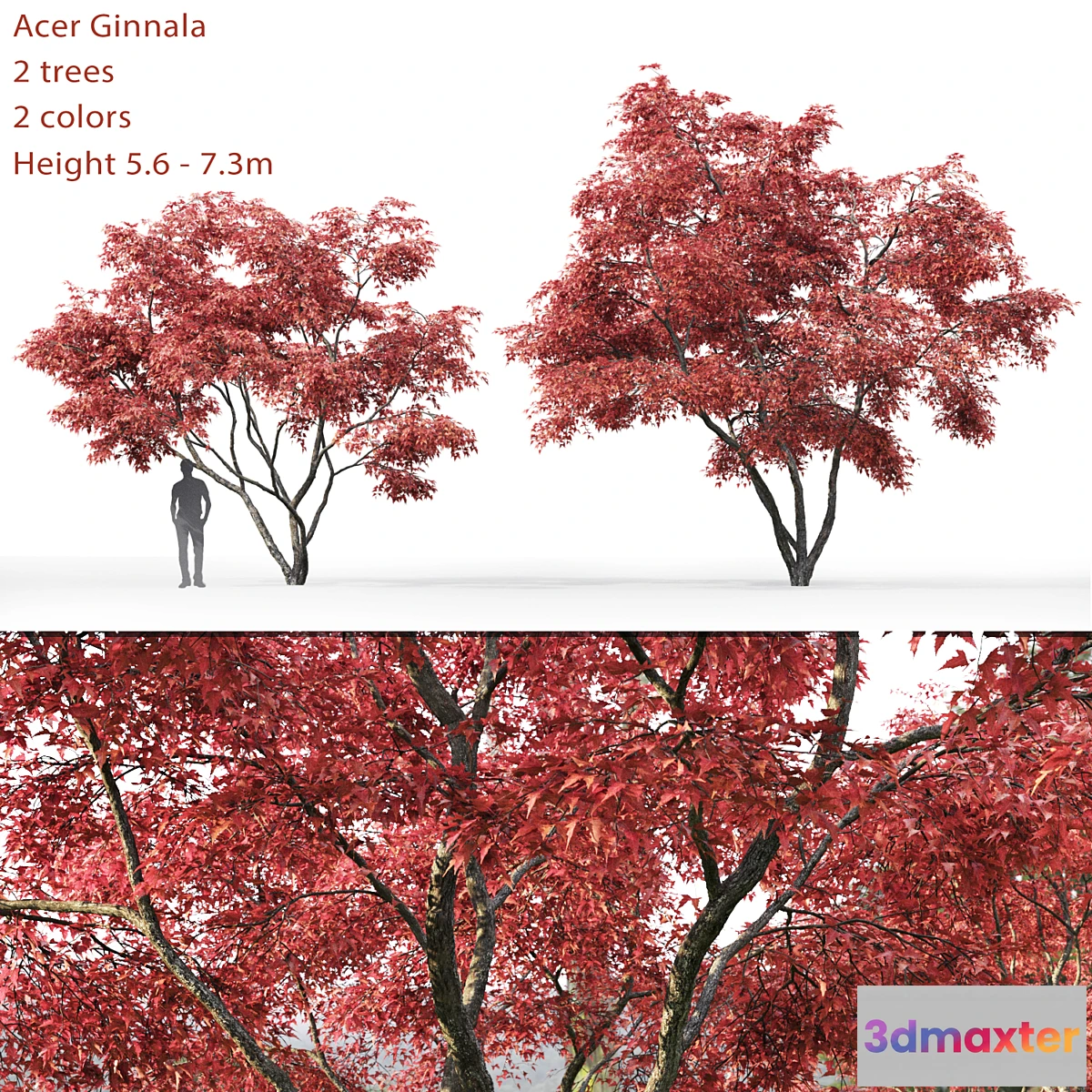 718866 - Acer - No.6