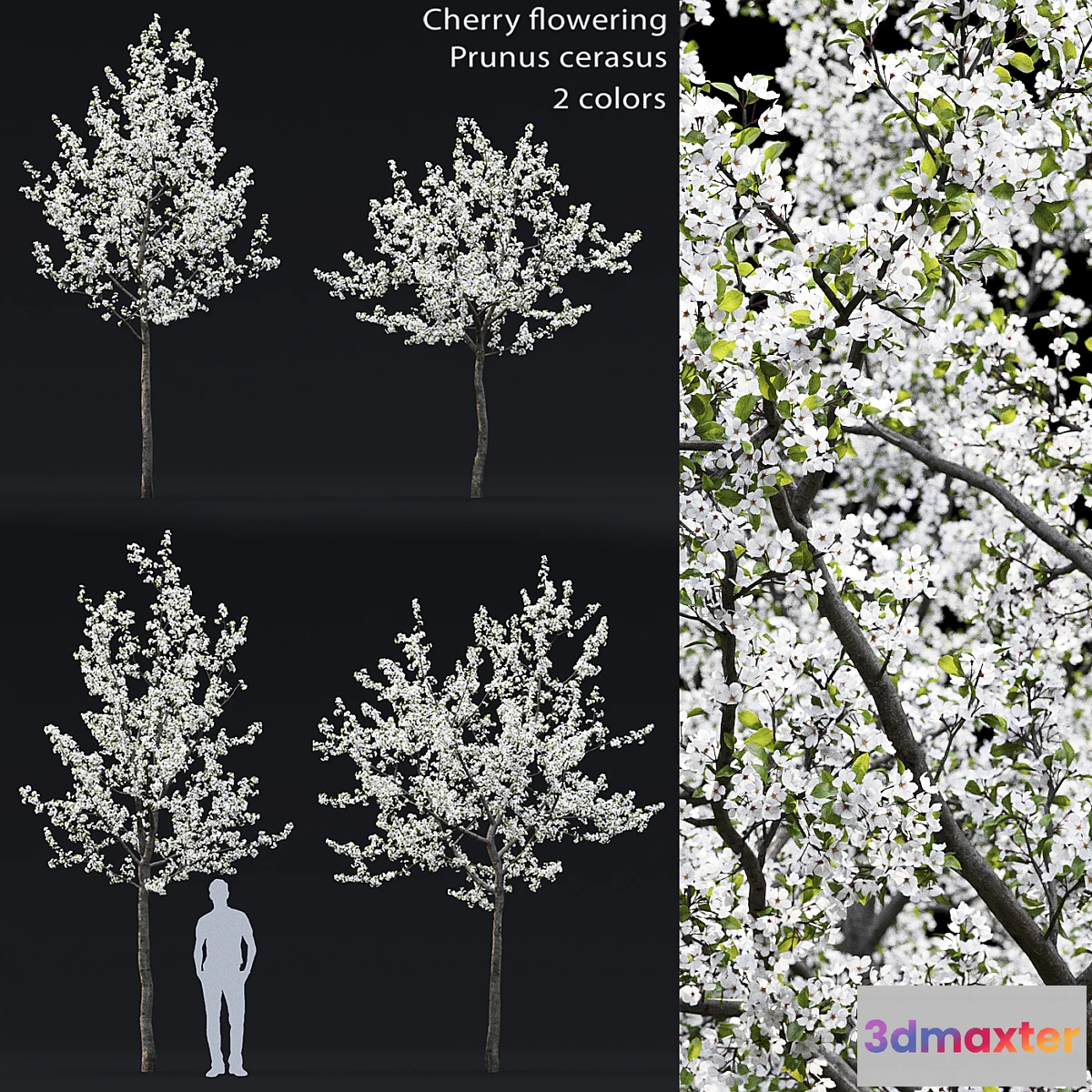 718896 - Cherry flowering - No.2