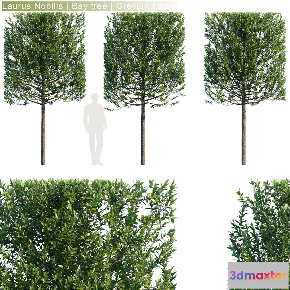 718898 - Laurus Nobilis  Bay tree  Grecian Laurel hedge # 3 - No.2