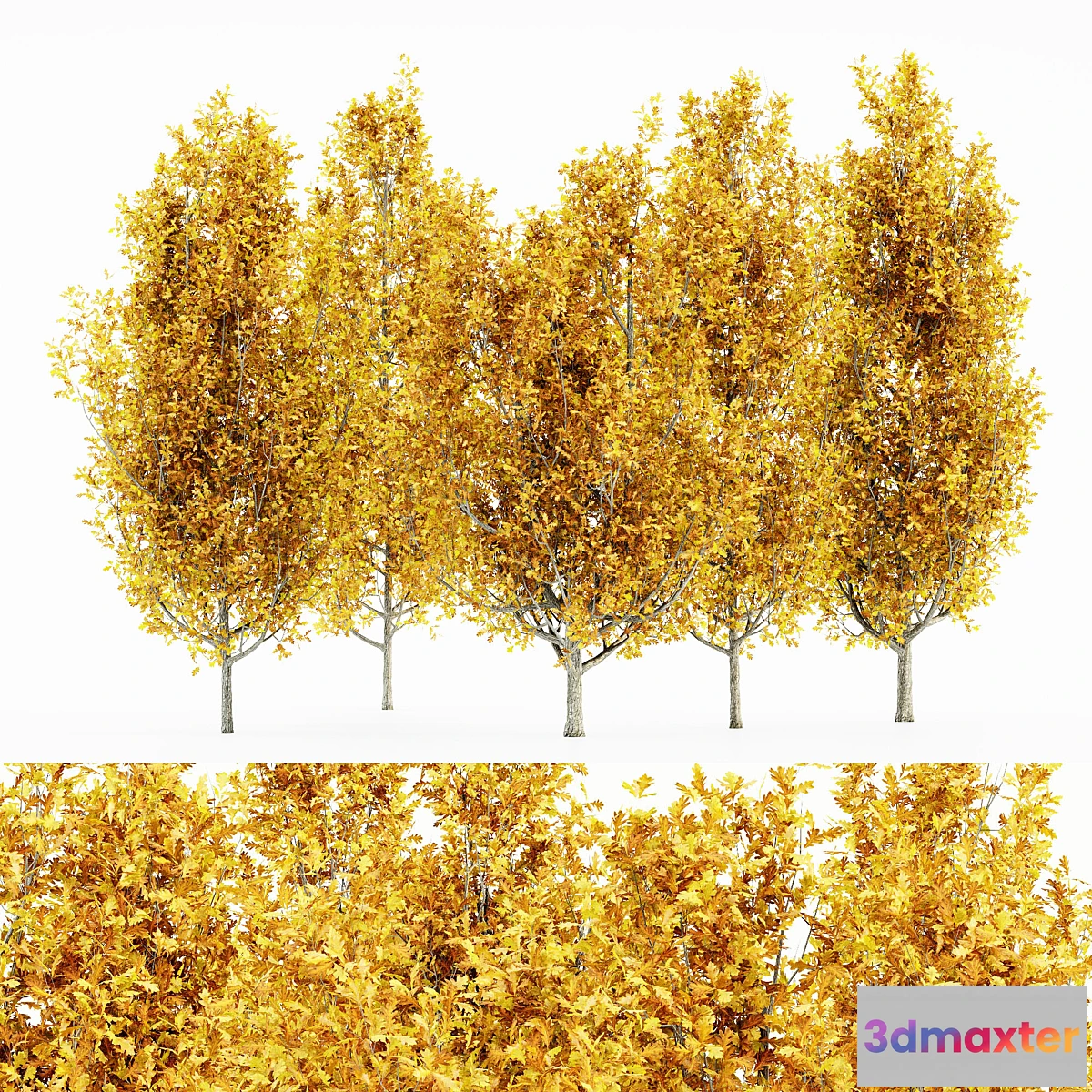 718900 - Cypress Oak_Fall 5 tree - No.2