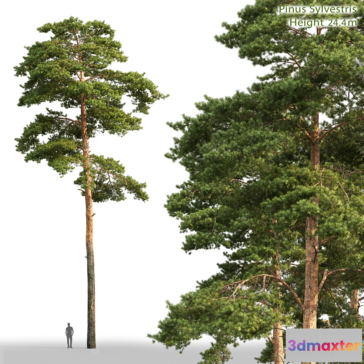 718902 - Pine - No.49