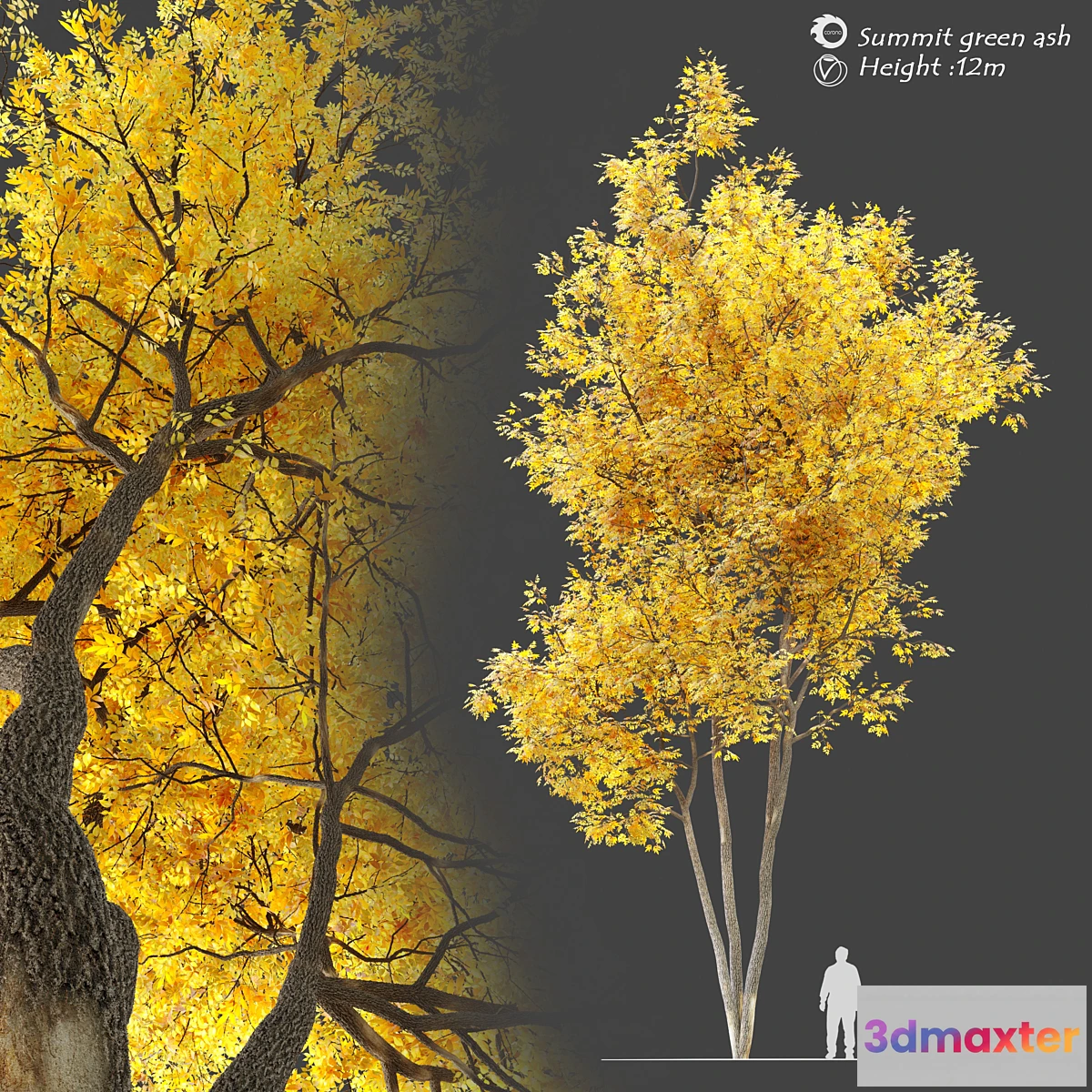 718904 - Autumn summit green ash (Fraxinus pennsylvanica Summit) - No.2