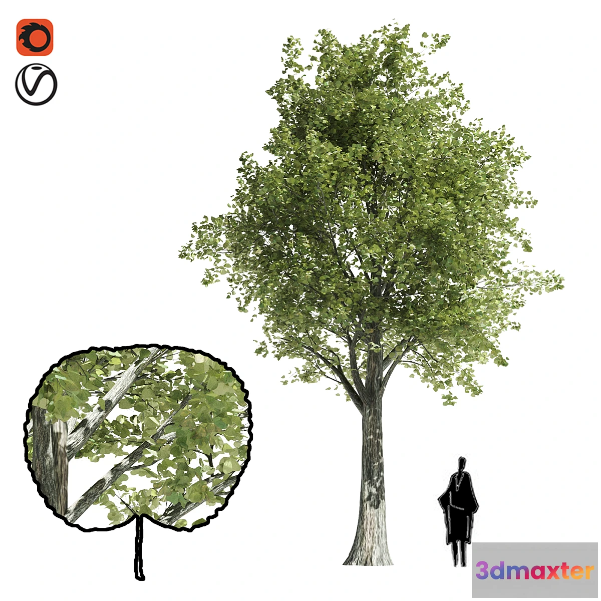 718918 - High quality katsura tree - No.2