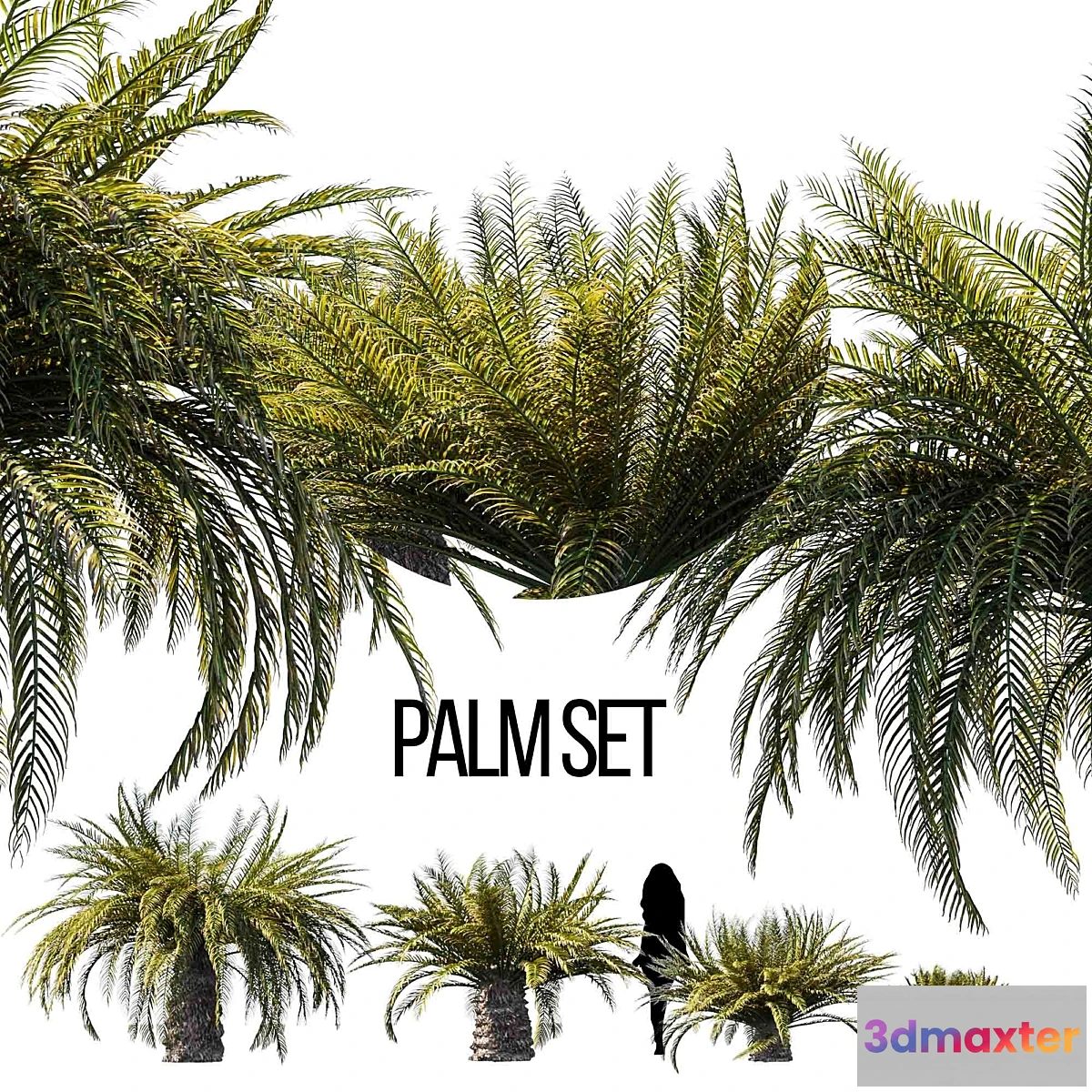 718924 - Sago palm - No.2