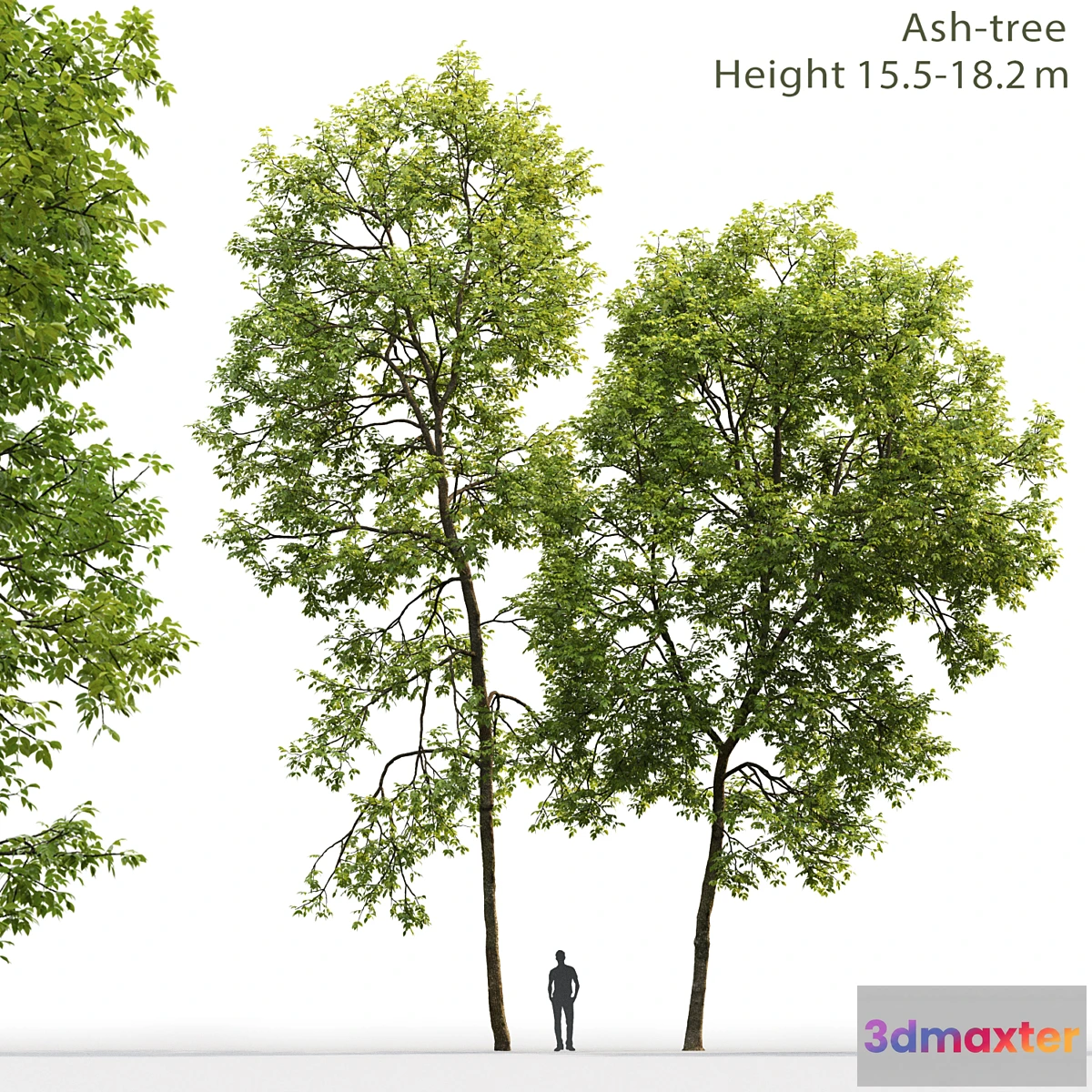 718936 - Ash - No.14