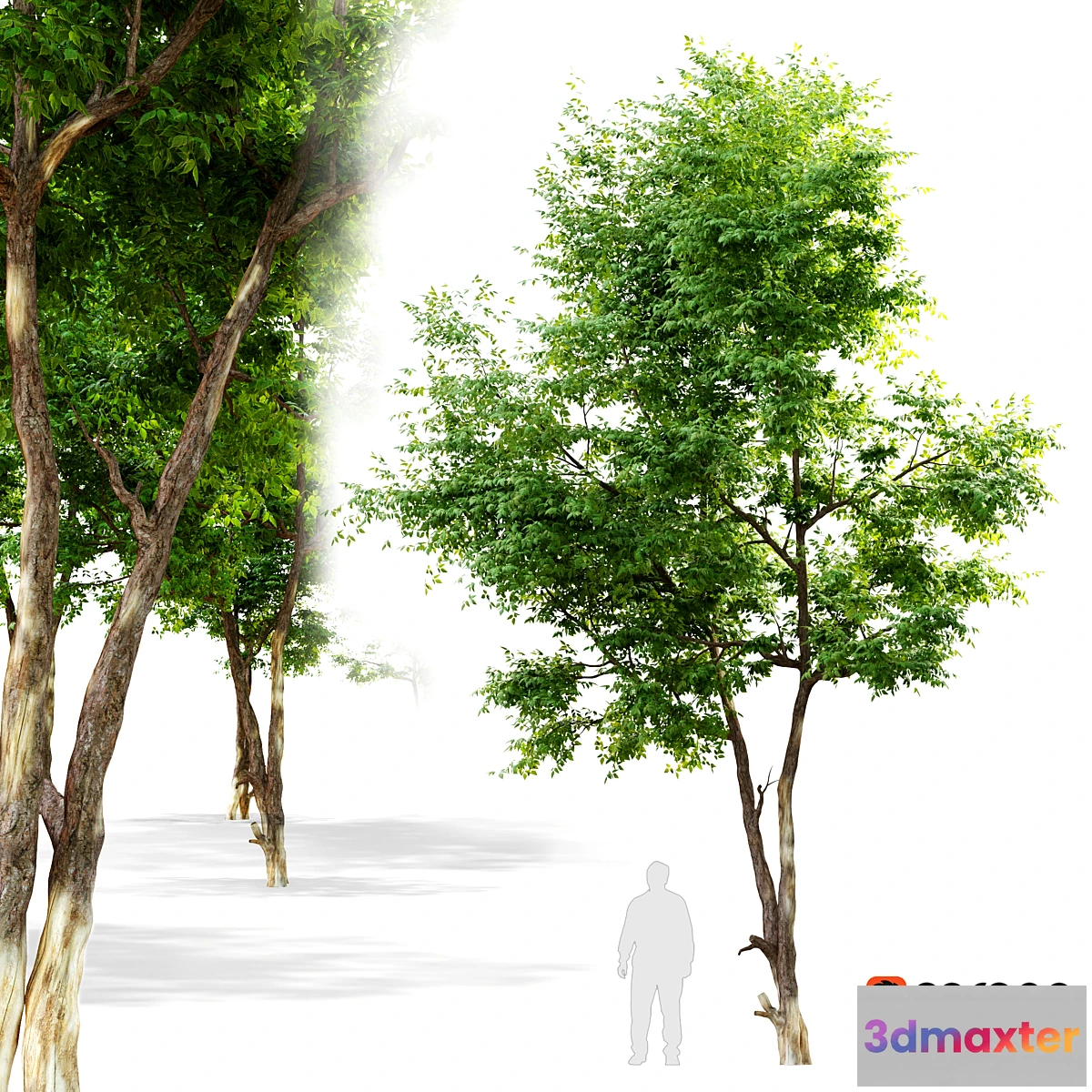 718940 - Ash_tree 6 - No.2