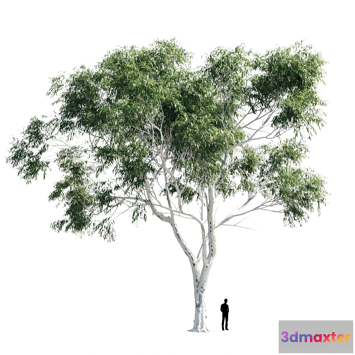 718950 - Eucalyptus 8 - No.2