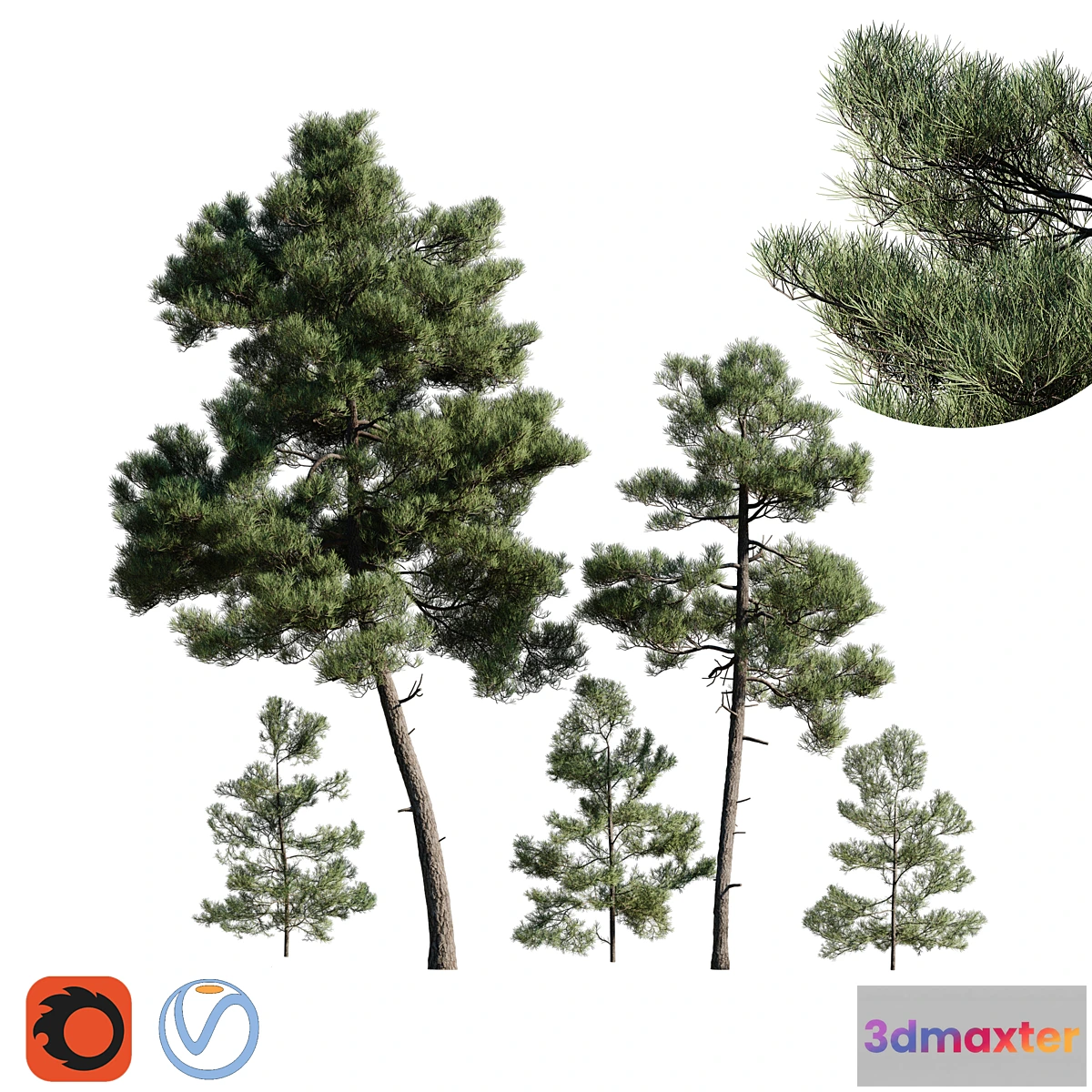 718954 - Turkish Pine (Calabrian) Pinus brutia Set - No.2