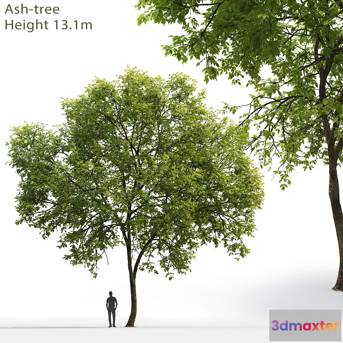 718970 - Ash-tree # 1 (17.1m) - No.2