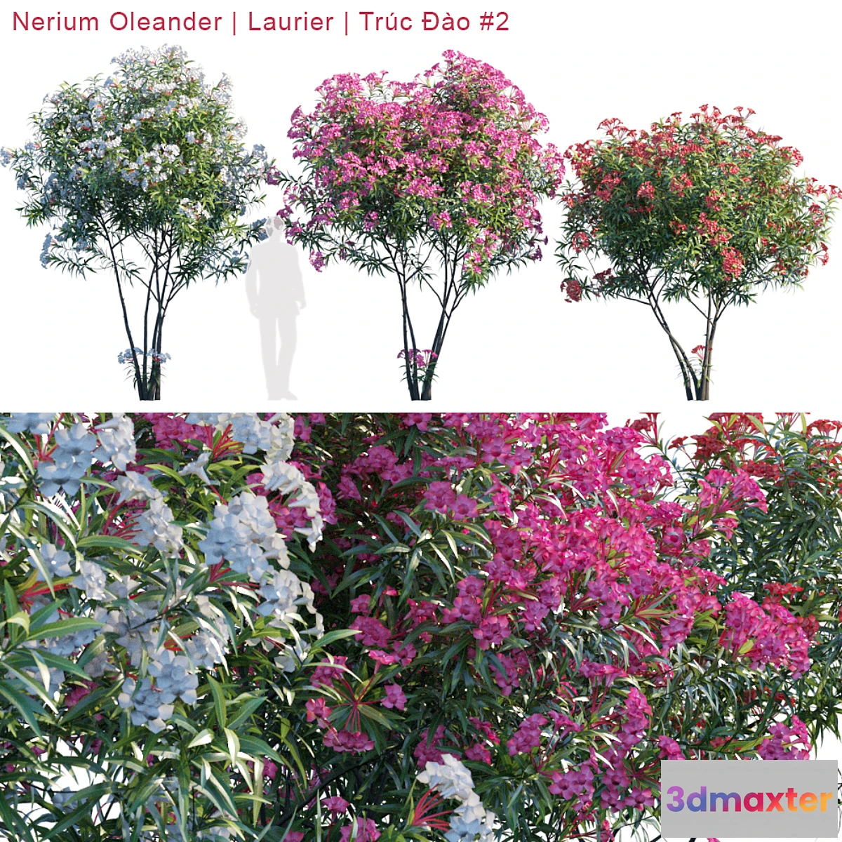 718976 - Nerium Oleander  Laurier  Trúc Đào # 2 - No.2