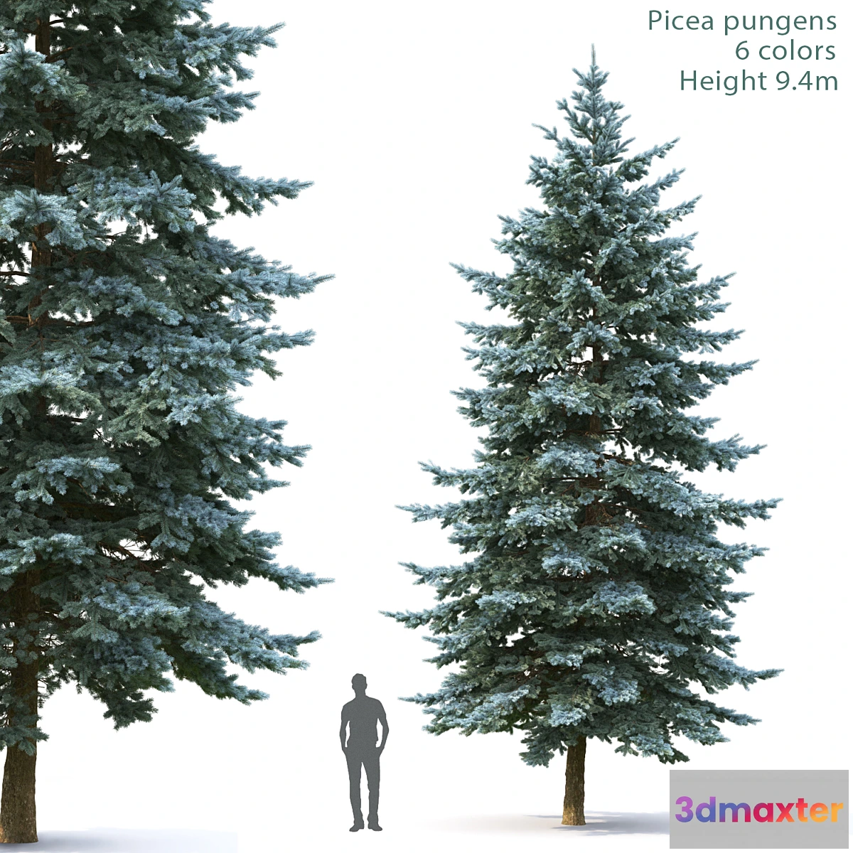 718980 - Spruce - No.17