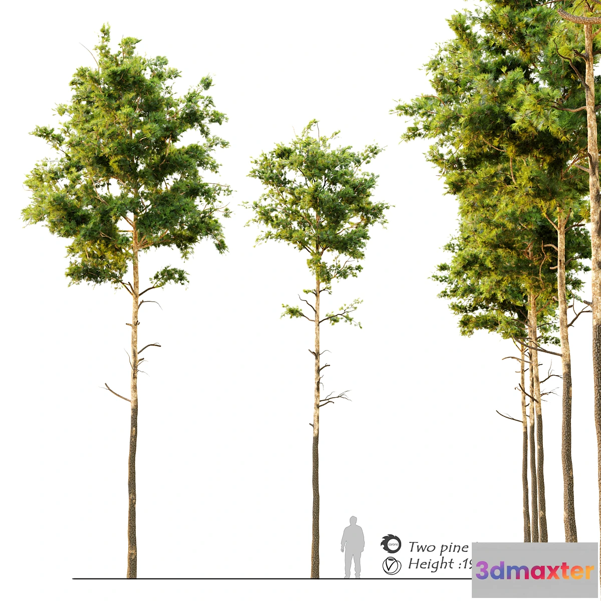 719002 - Pine tree_9 - No.2