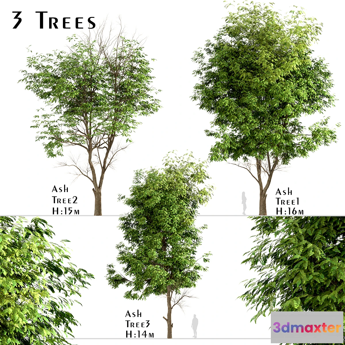 719018 - Set of Ash Trees (Fraxinus) (3 Trees) - No.2