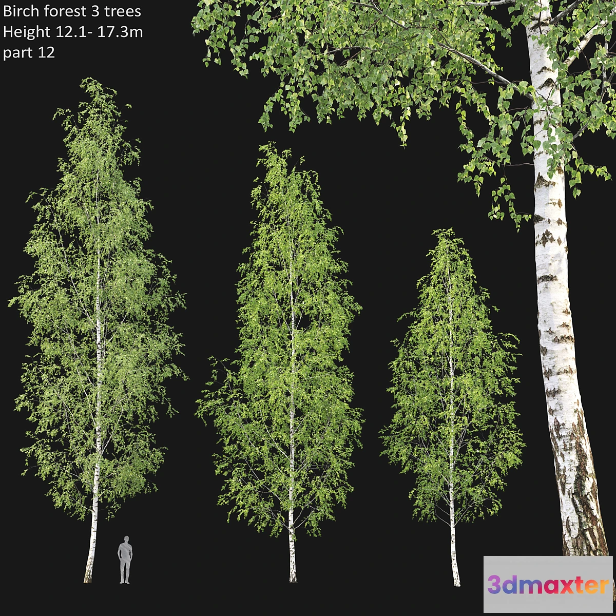 719026 - Birch forest part 12 - No.2