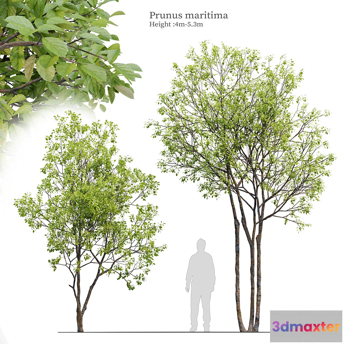 721986 - Prunus maritima - No.3