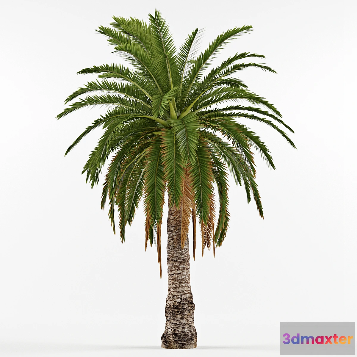 740449 - Phenicus Canary _ Phoenix Canariensis - No.2