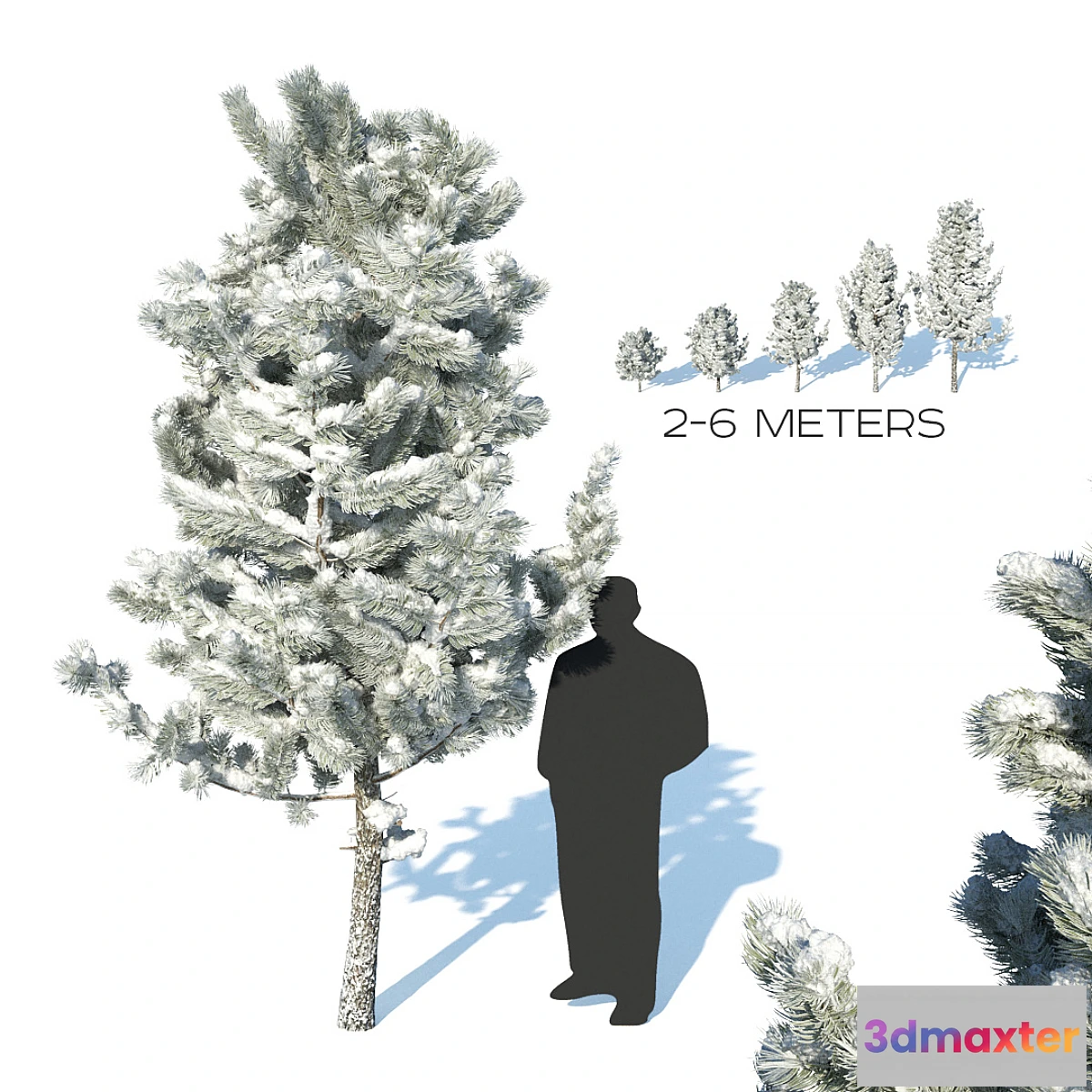 740463 - Pine trees in the snow - No.2