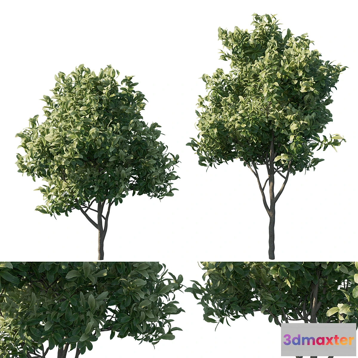 749805 - Eriobotrya japonica loquat 03