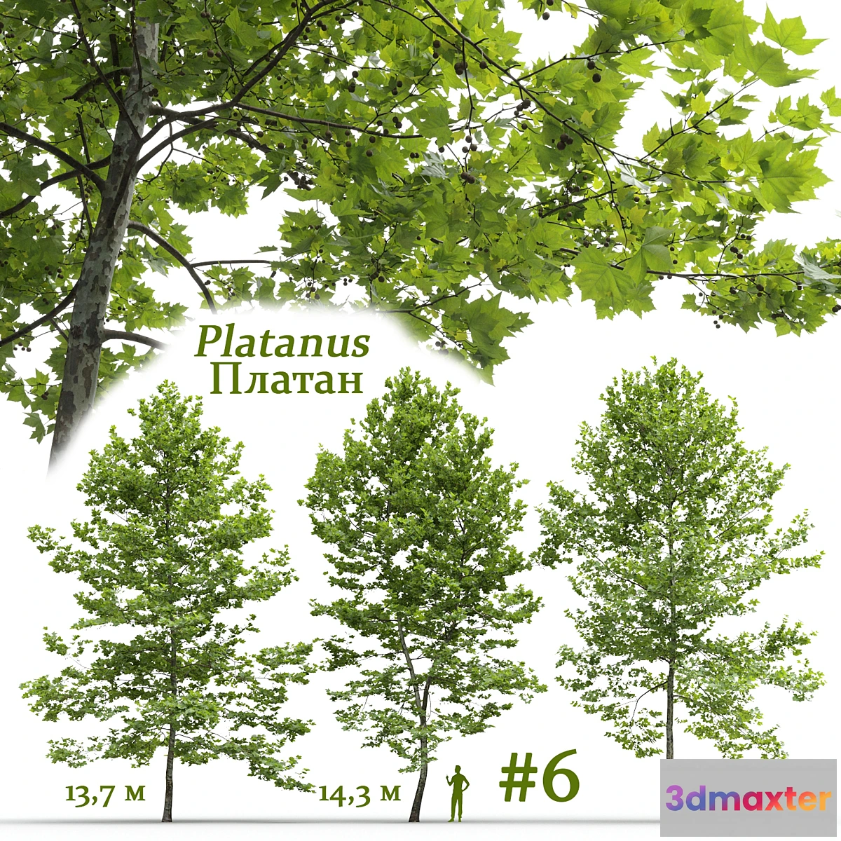 749809 - Plane-tree _ Sycamore _ Platanus #6