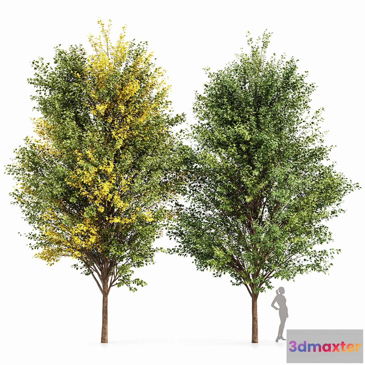 749811 - Canadian Poplar 2 Trees