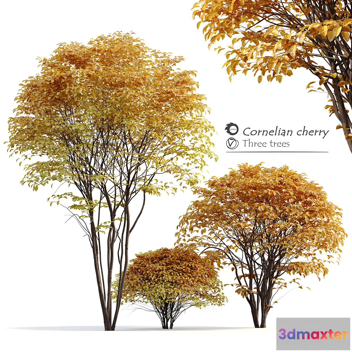 749815 - Cornelian cherry - No.2