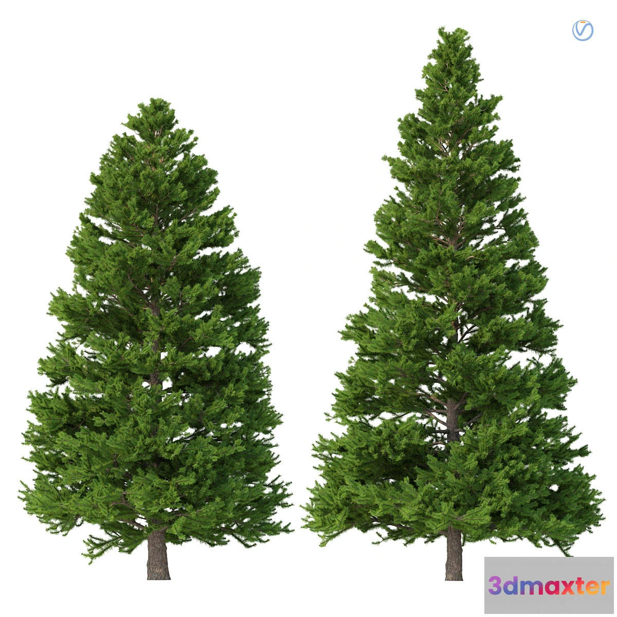 749819 - Norway spruce Set 3 V-Ray - No.2