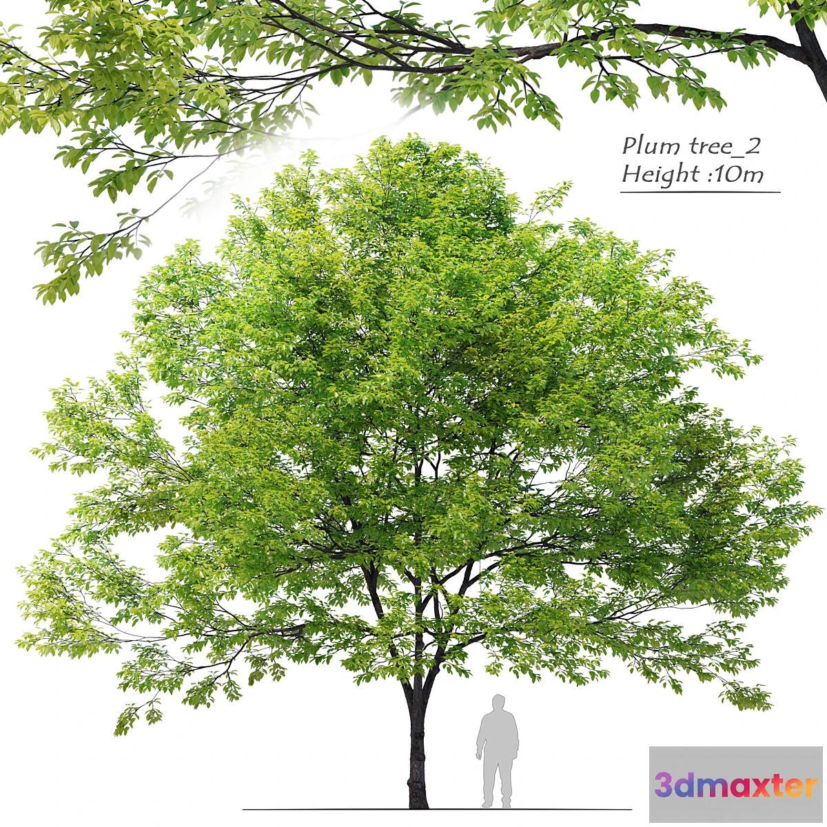 749827 - Plum tree_02