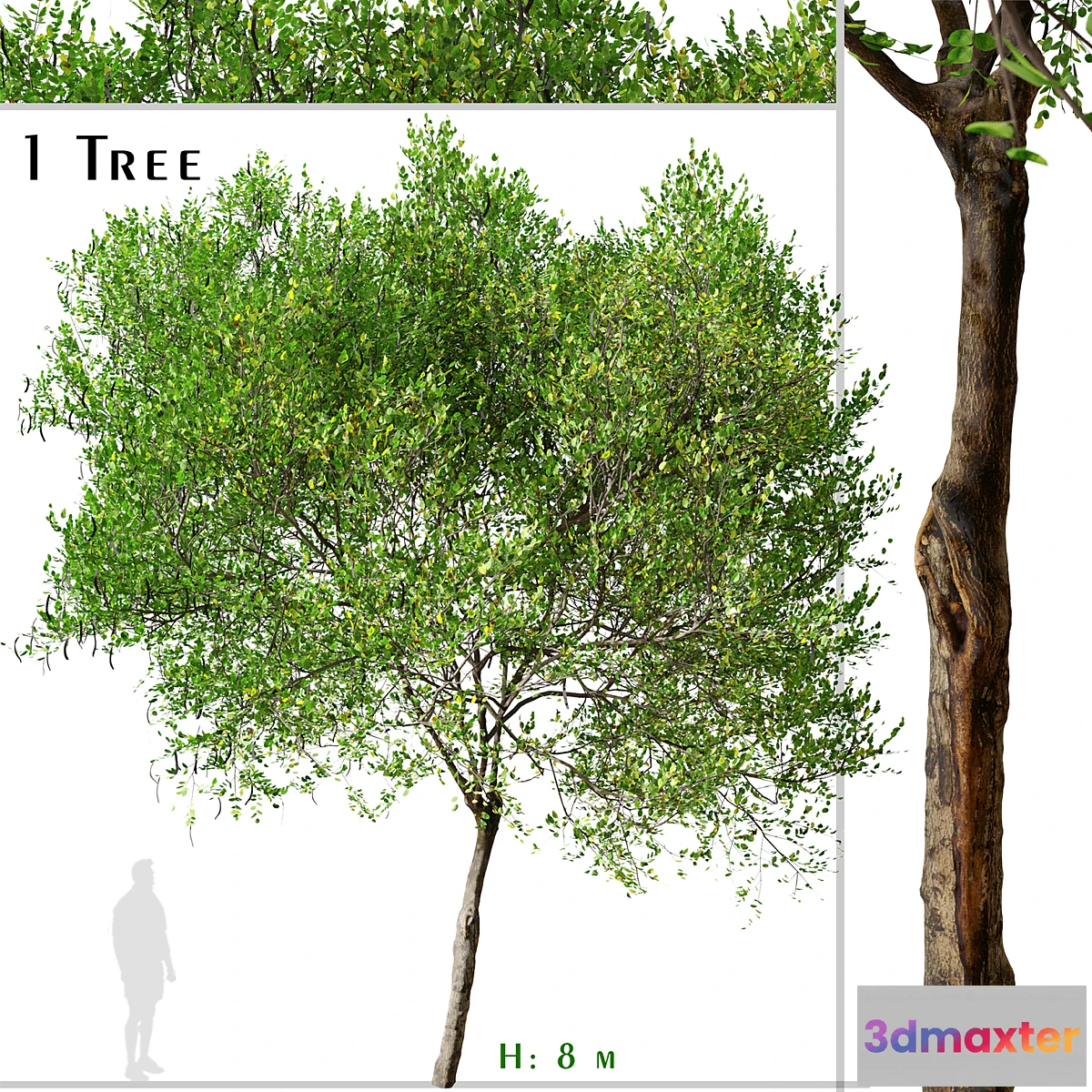 749837 - Carob Tree (Ceratonia siliqua)