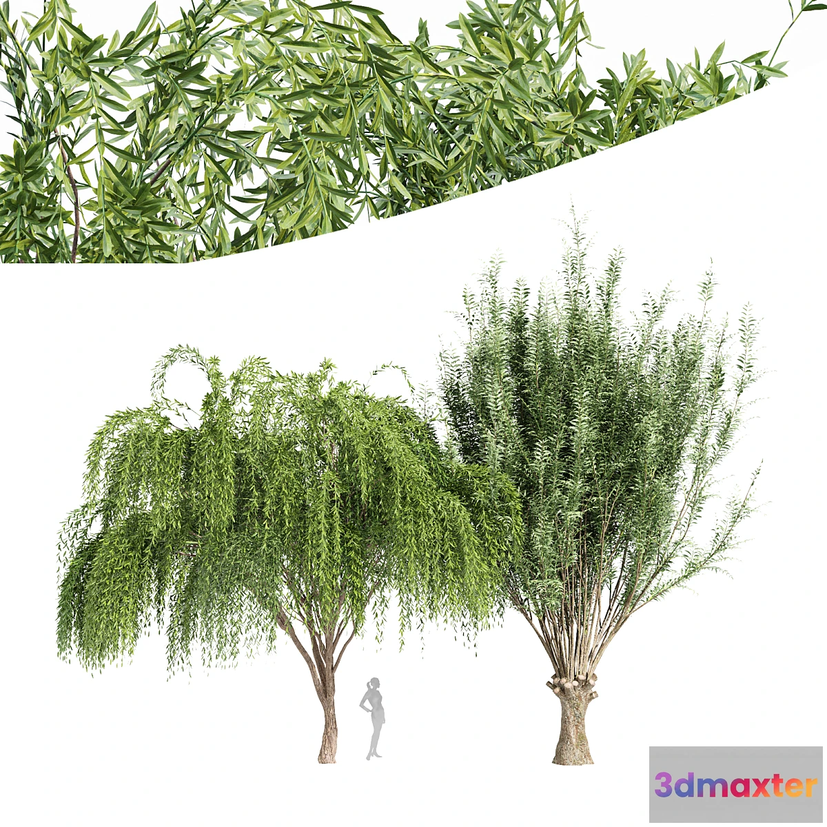 749839 - 2tree-Pollard willow Weeping willow