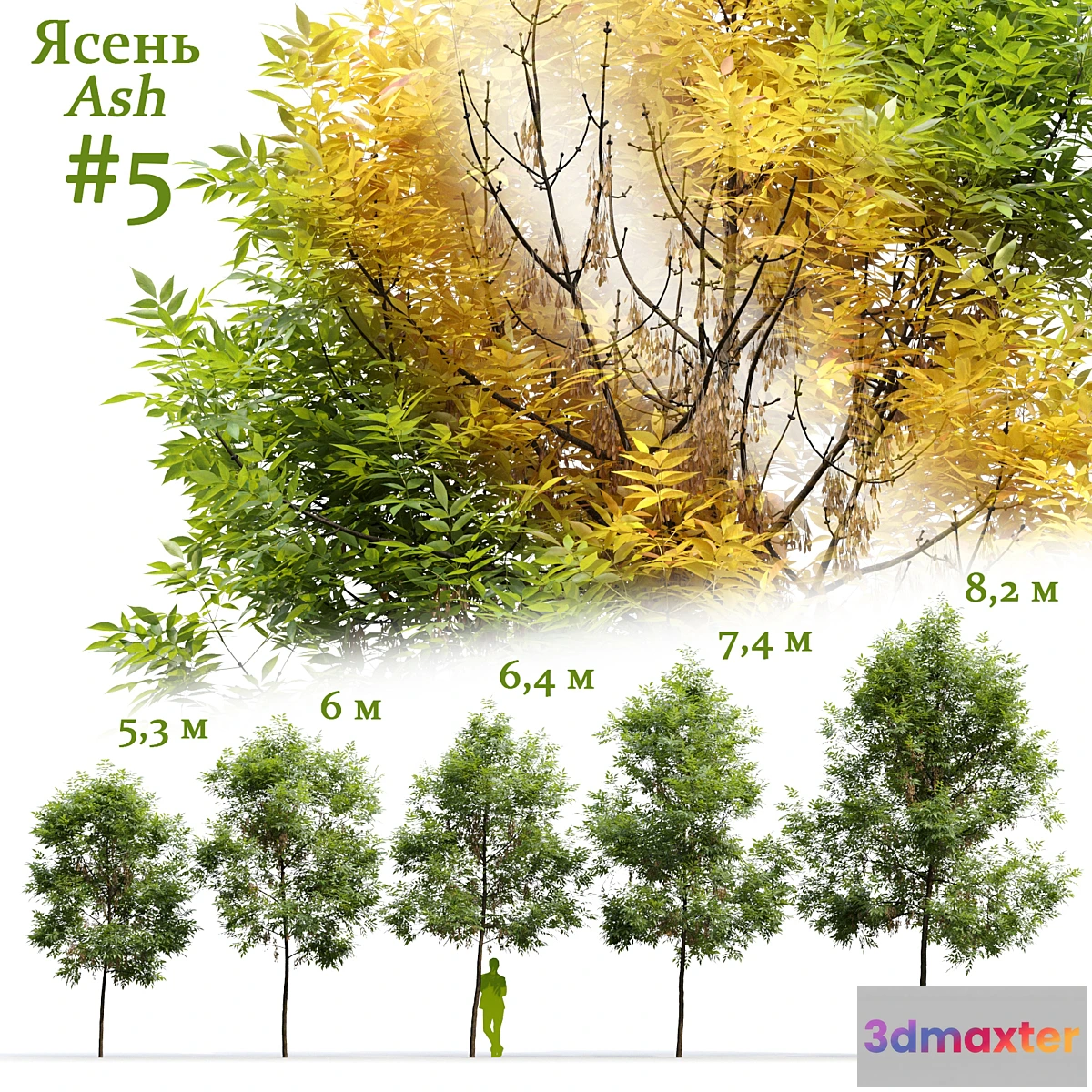 749841 - Ash _ Fraxinus #5 - No.2