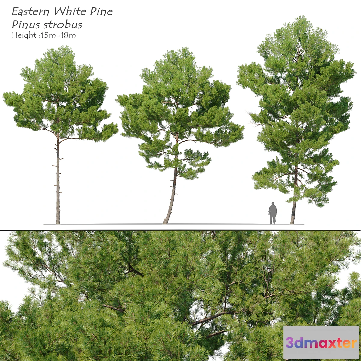 749843 - Pinus strobus_2