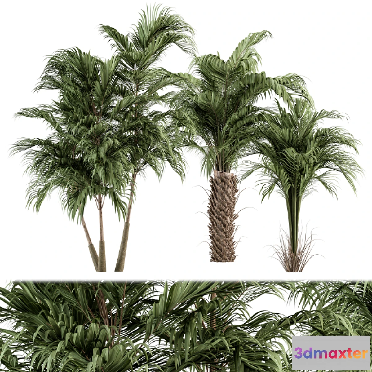 749845 - Three Type Palm Tree - Tree Set 55