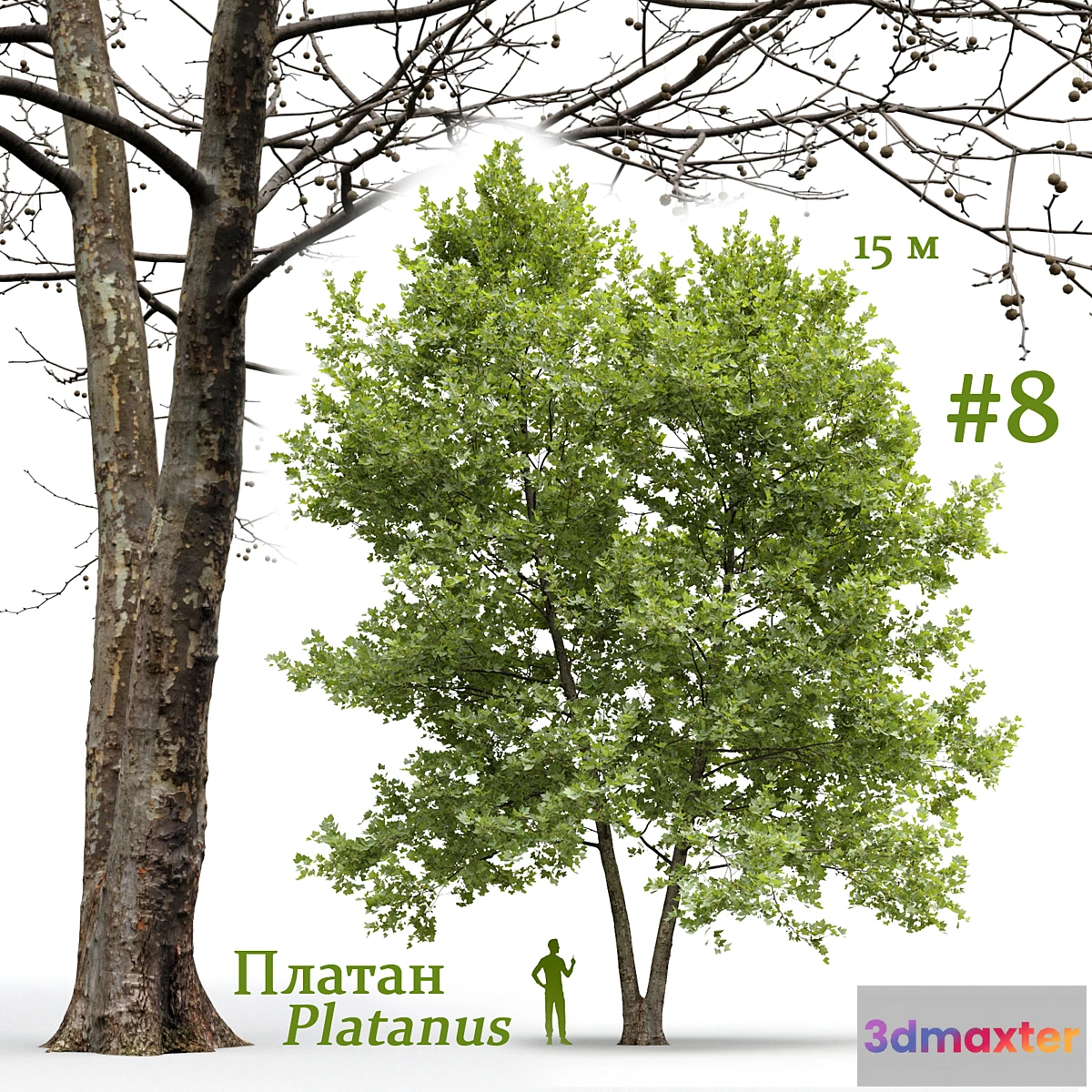 749855 - Plane-tree _ Sycamore _ Platanus #8 - No.2