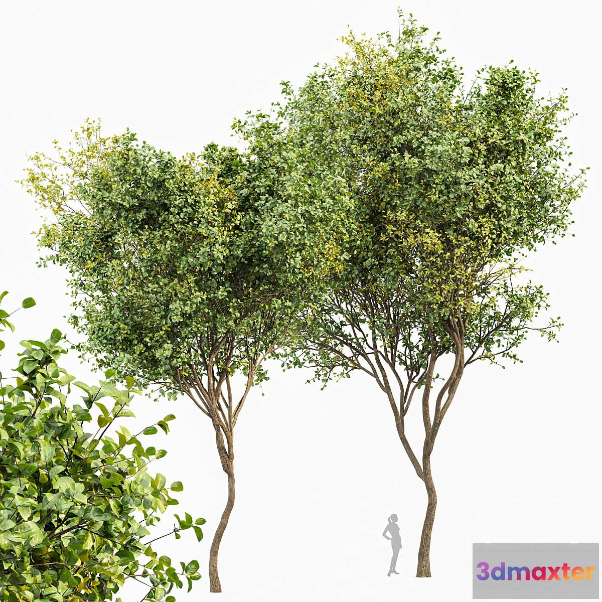 749869 - Beautiful 2Trees Bush Leaf