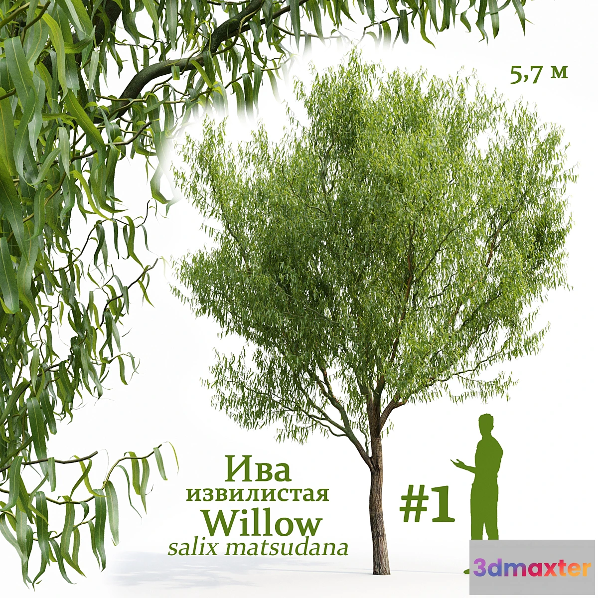 749871 - Willow _ Salix matsudana # 1